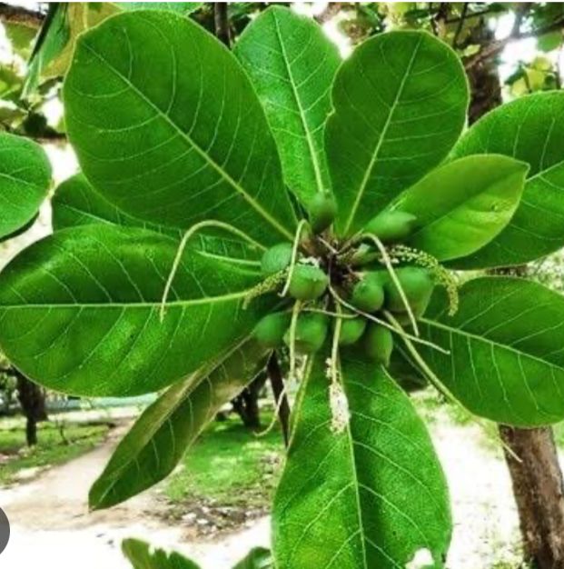 WhatsApp Image 2026-03-12 at 11.38.48